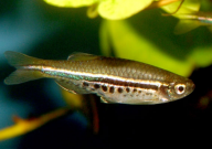 斑馬魚腹水和懷孕怎么區(qū)分（表現(xiàn)）